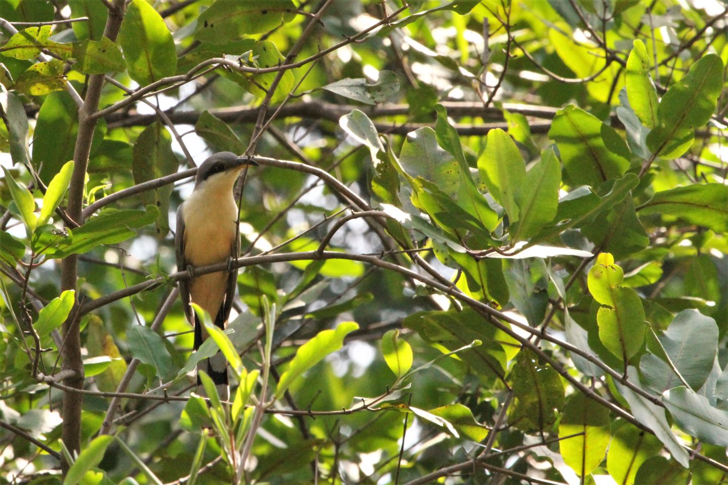 Mangrove Cuckoo Costa Rica