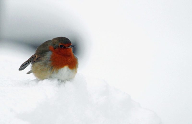 Robin in the snow